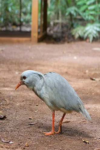 Calédonie - Cagou - Oiseau et Symbole
