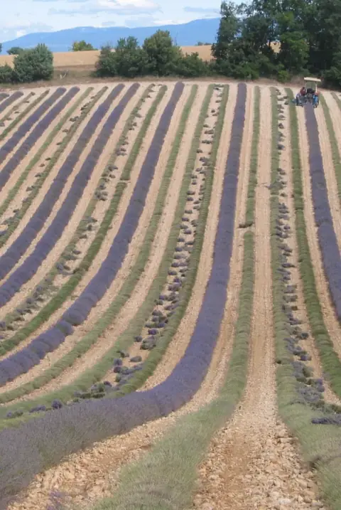 Plateau de Valensole lavande