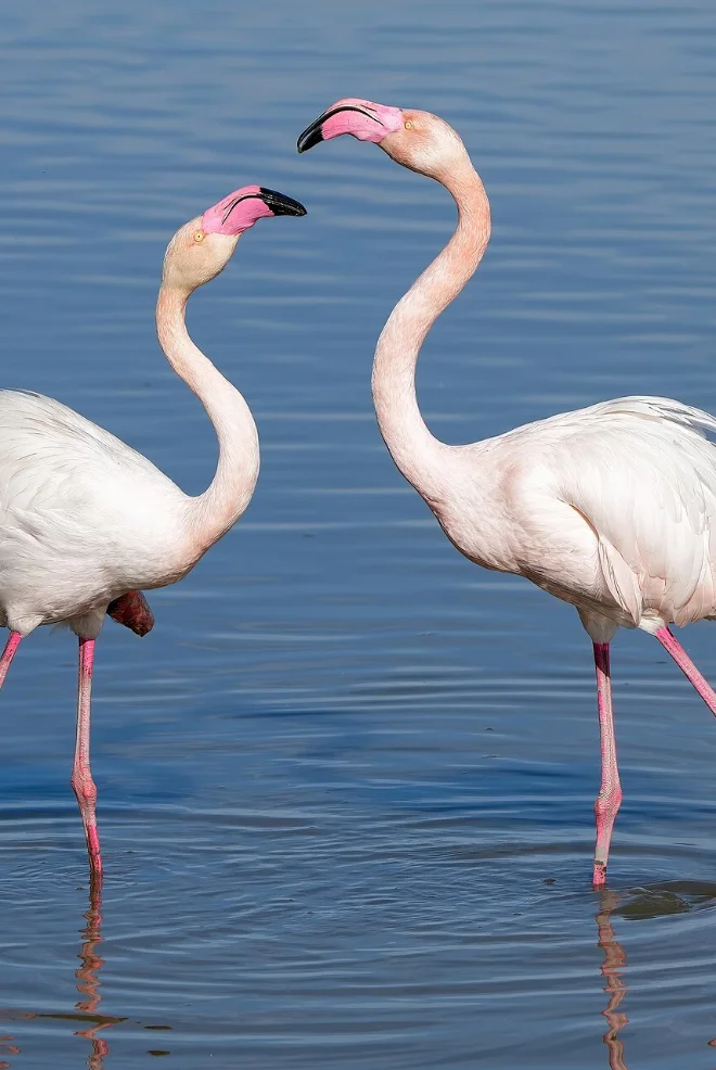 Camargue flamants