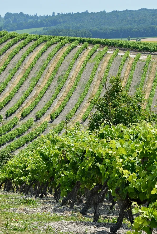 Vignoble de Champagne