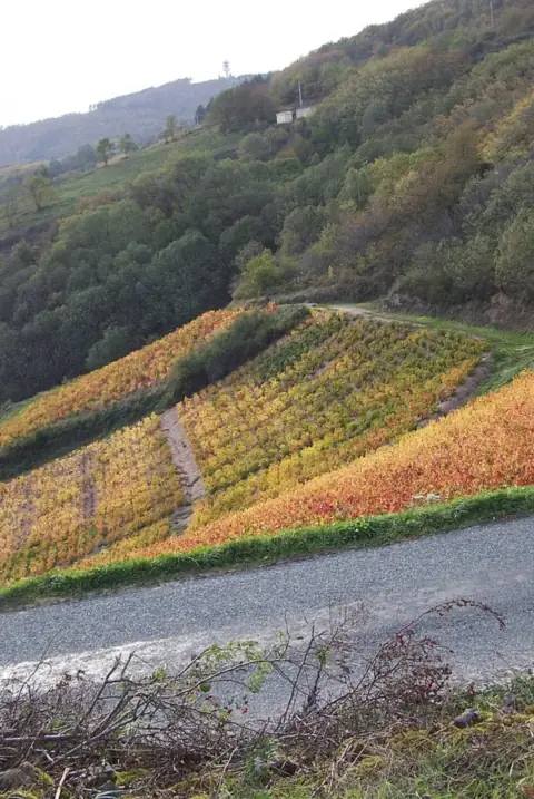 Beaujolais vignes