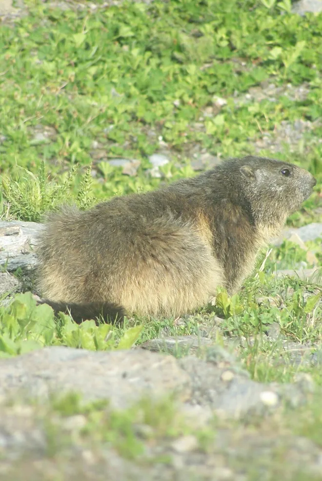 Parc de la Vanoise
