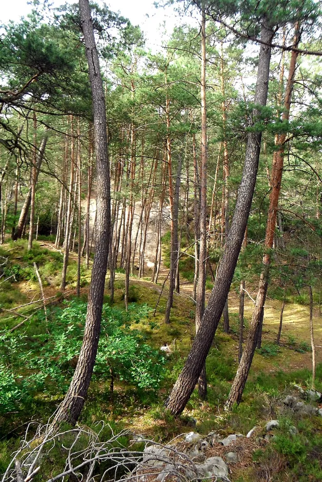 Forêt de Fontainebleau