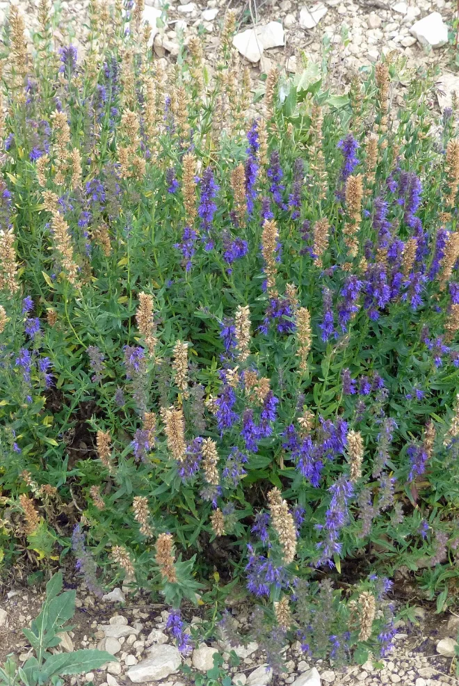 Lavender Sault Vaucluse