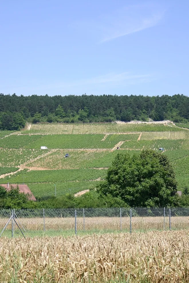 Chablis vignes