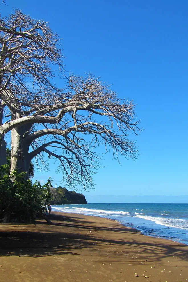 Mayotte baobab