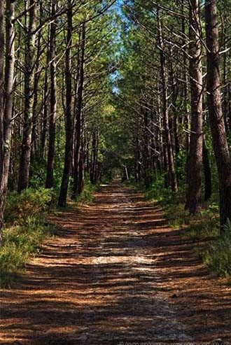 Landes - Promenade en Fôret